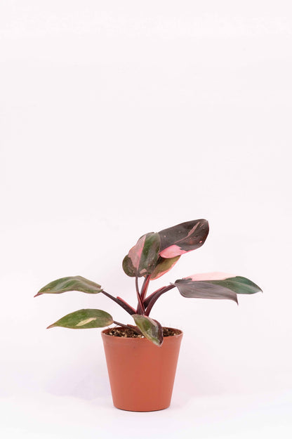 Philodendron - Pink Princes