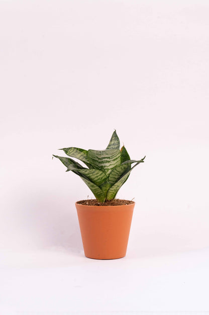 Sansevieria Trifasciata Hahnii -Snake Plant
